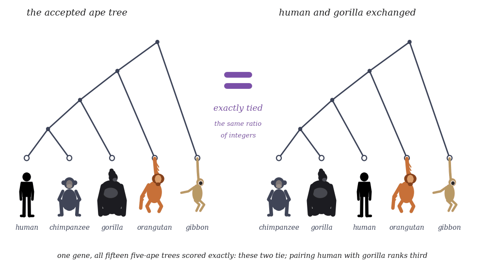Two five-species ape trees with animated silhouettes at the tips — a standing human who taps a foot and glances left and right, a squatting slate chimpanzee that scratches its head, a sitting gorilla that beats its chest twice, an orange orangutan hanging from its branch by one arm and swaying, and a buff gibbon swinging by one long arm; on the left the accepted tree (human with chimpanzee, then gorilla, orangutan, gibbon), on the right the same tree with human and gorilla exchanged, joined by a violet equals sign reading exactly tied, the same ratio of integers; underneath: one gene, all fifteen five-ape trees scored exactly, these two tie, pairing human with gorilla ranks third