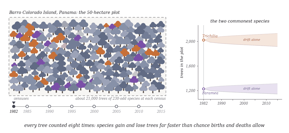 An animated cartoon of the Barro Colorado Island 50-hectare forest plot in Panama: on the left a dashed rectangle holds about 250 stylized trees with trunks and rounded crowns, most in slate and grey tints for the 230-odd other species, violet crowns for Faramea occidentalis and orange for Trichilia tuberculata, and as time runs from 1982 to 2015 some crowns grey and shrink away while recruits grow in the gaps, the violet trees multiplying and the orange ones thinning; beneath it a row of the eight census years 1982, 1985, 1990, 1995, 2000, 2005, 2010, 2015 fills dot by dot as a marker slides along, labeled censuses and about 21,000 trees of 230-odd species at each census; on the right a chart titled the two commonest species plots trees in the plot against year, a violet Faramea line climbing from 1,227 to 2,082 and an orange Trichilia line falling from 2,021 to 1,180, crossing near 1994, each leaving far outside a thin fan labeled drift alone that opens only about a hundred trees wide by 2015; the line along the bottom reads every tree counted eight times: species gain and lose trees far faster than chance births and deaths allow; the loop rewinds to 1982 and repeats.