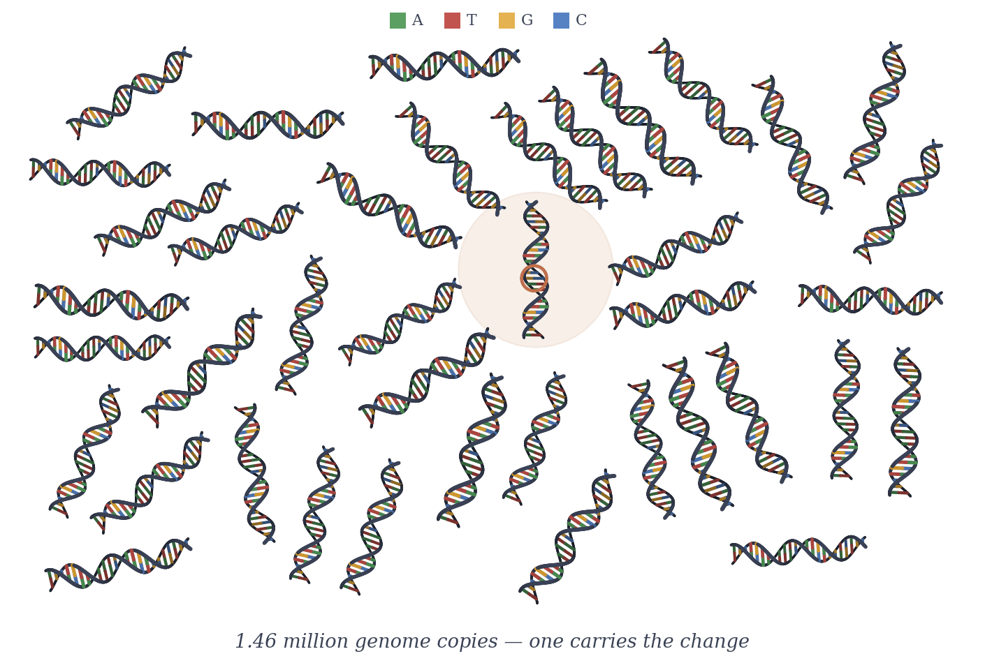 A scattered population of about forty slender three-dimensional DNA double helices at random orientations, twenty-four base pairs each, color-coded A, T, G, C — every copy identical except one, haloed, where a single circled base pair differs: a rare variant among 1.46 million genome copies