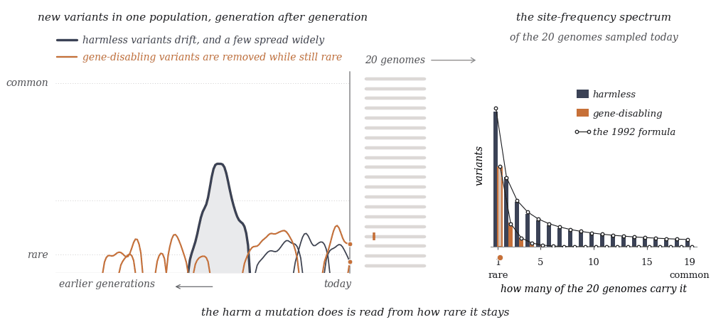 An animated three-part cartoon: on the left, new genetic variants arise in one population generation after generation, time scrolling leftward from a line marked today, each variant a curve showing how widespread it is — slate curves for harmless variants drift and now and then one swells into a broad hill that climbs toward common before fading, while orange curves for gene-disabling variants arise just as often but are pushed back down while still rare — and each living variant leaves a dot where it meets today; in the middle, the 20 genomes sampled today drawn as 20 bars, with a column of tick marks on the genomes that carry each living variant (many ticks for a spreading harmless one, one or two for a gene-disabling one); on the right, the site-frequency spectrum of those 20 genomes, paired slate and orange bars for variants carried by 1, 2, 3 up to 19 of the 20, the harmless bars falling away smoothly from rare to common and the gene-disabling bars piled almost entirely in the rarest bins, the 1992 formula drawn through both as open circles, and the bin each sampled variant falls in lighting up as its tick count changes; underneath: the harm a mutation does is read from how rare it stays.