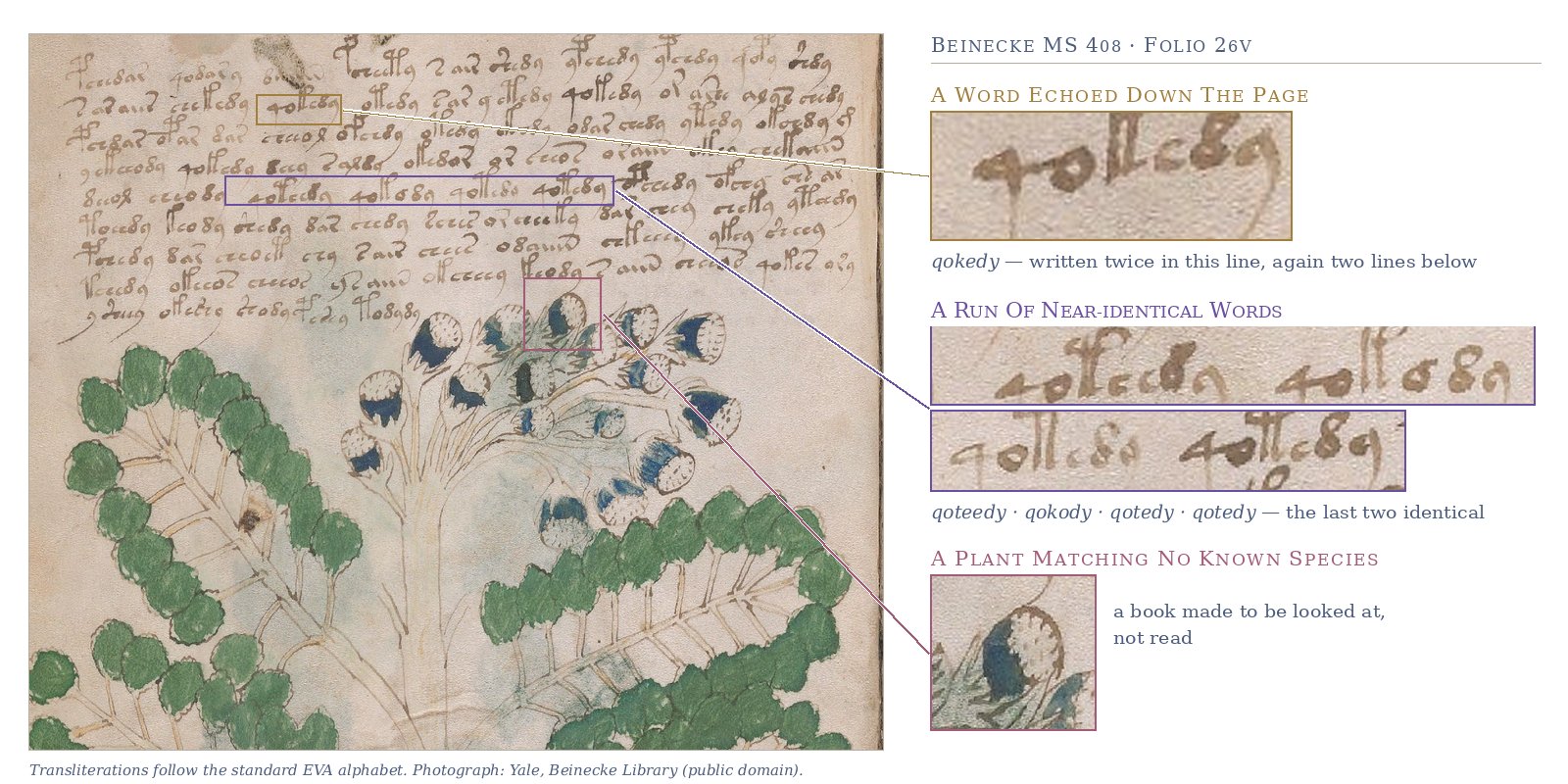 A photograph of folio 26v of the Voynich manuscript: nine lines of looping brown script above a painted plant with green fern-like leaves and blue-and-white flower heads. Three boxed callouts on the right magnify details: the word transliterated qokedy, written twice in one line and again two lines below; a run of four near-identical words transliterated qoteedy, qokody, qotedy, qotedy, the last two identical; and one flower head, captioned as a plant matching no known species. A footer notes that transliterations follow the EVA alphabet and that the photograph is from Yale's Beinecke Library, public domain.