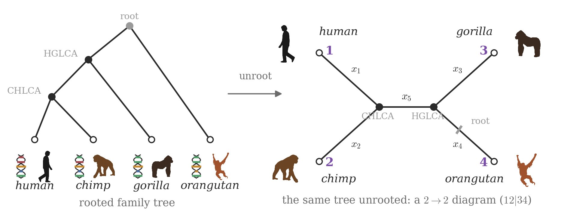 A four-species evolutionary tree