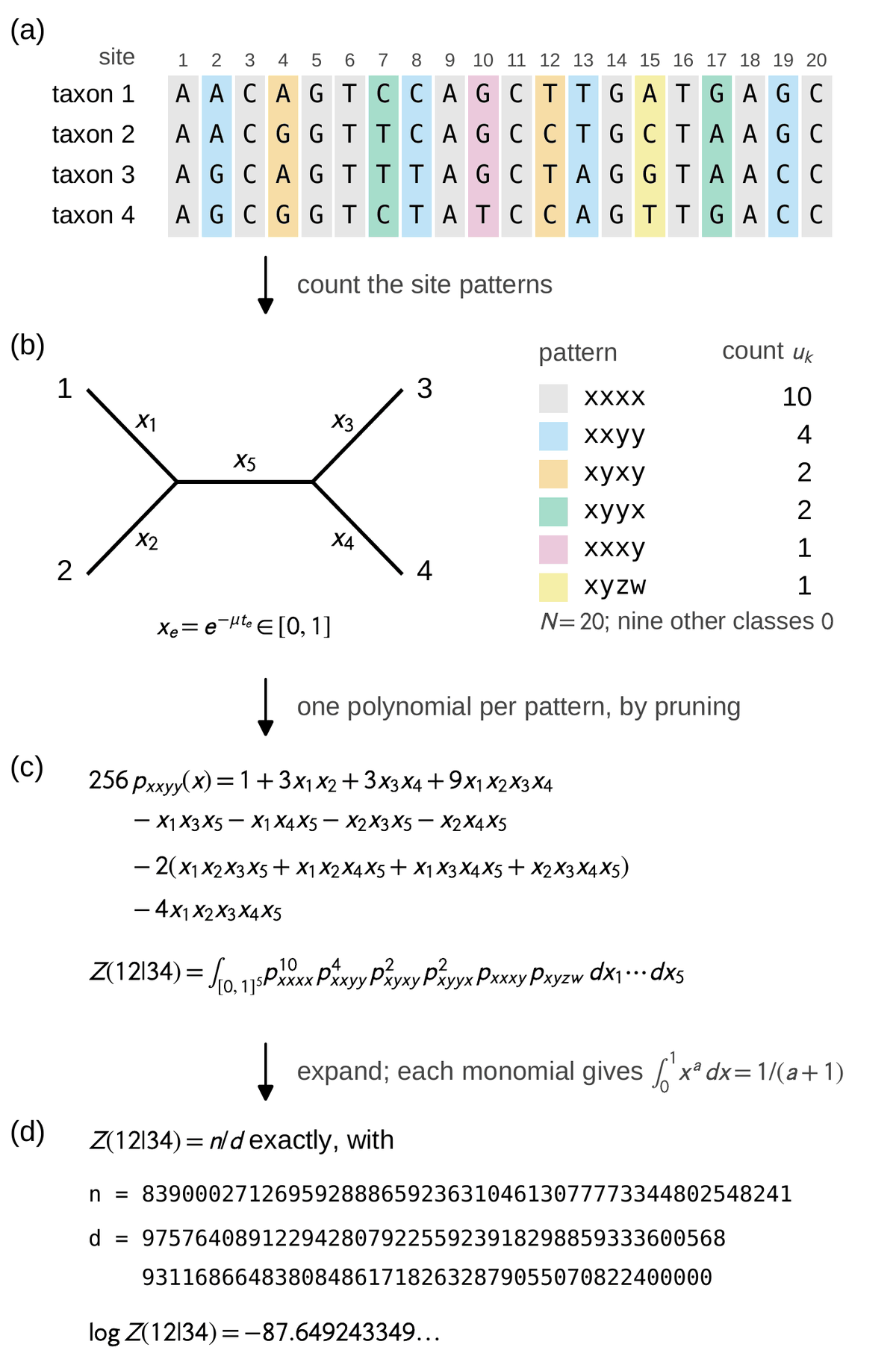 Four-panel vertical schematic. (a) A twenty-column alignment of four rows labeled taxon 1 to taxon 4, letters A C G T, with columns tinted by pattern class: gray for all-agree, blue for 12 versus 34, orange for 13 versus 24, green for 14 versus 23, pink for one-differs, yellow for all-differ. An arrow labeled count the site patterns leads to (b): an unrooted four-leaf tree with leaves 1, 2, 3, 4, pendant edges x1 to x4 and internal edge x5, the formula x_e equals e to the minus mu t_e in [0,1], and a table of pattern counts xxxx 10, xxyy 4, xyxy 2, xyyx 2, xxxy 1, xyzw 1, N equals 20, nine other classes 0. An arrow labeled one polynomial per pattern, by pruning leads to (c): the polynomial 256 p_xxyy(x) equals 1 plus 3 x1 x2 plus 3 x3 x4 plus 9 x1 x2 x3 x4 minus four cubic terms minus twice four quartic terms minus 4 x1 x2 x3 x4 x5, and the integral Z(12|34) over the unit five-cube of p_xxxx to the 10, p_xxyy to the 4, p_xyxy squared, p_xyyx squared, p_xxxy, p_xyzw. An arrow labeled expand; each monomial gives integral of x to the a equals 1 over (a plus 1) leads to (d): Z(12|34) equals n over d exactly, with n a 49-digit integer beginning 8390002712 and d an 87-digit integer beginning 9757640891, and log Z(12|34) equals minus 87.649243349.