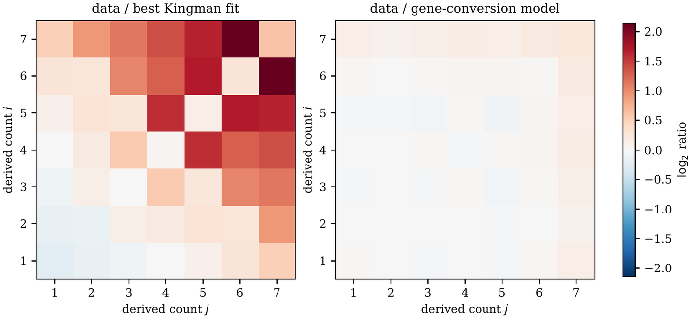 Two 7-by-7 heat maps of the log2 ratio of the observed two-site spectrum to a model prediction, with derived count j (1 to 7) on the horizontal axis and derived count i (1 to 7) on the vertical axis, sharing one color bar from -2 (blue) through 0 (white) to +2 (dark red). Left panel, titled data / best Kingman fit: cells at low counts are white to faintly blue, and the color deepens toward the upper right; cells pairing two high counts are red, with the darkest cells at (6,7) and (7,6), while the diagonal cells (4,4), (5,5), (6,6) are noticeably paler than their off-diagonal neighbors. Right panel, titled data / gene-conversion model: every cell is near white, with only faint pink in the top row and right column.