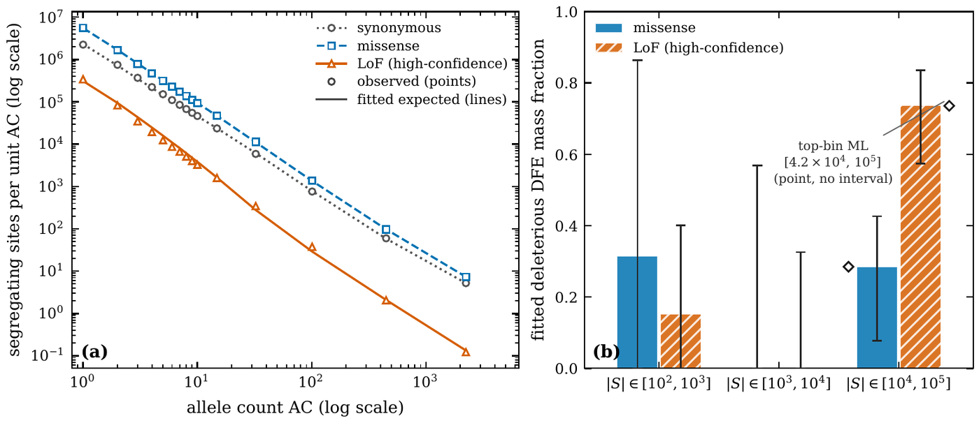 Two panels. (a) Log-log plot of segregating sites per unit allele count against allele count AC from 1 to about 2,300, for three variant classes in gnomAD v4.1: synonymous (gray circles, dotted line), missense (blue squares, dashed line) and high-confidence loss-of-function (orange triangles, solid line). Points are observed counts and lines are the fitted expected spectra; all three fall steeply and nearly straight, from roughly 5 million (missense), 2 million (synonymous) and 300,000 (loss-of-function) at AC = 1 down to under 10, about 5 and about 0.1 at the right edge, with the fitted lines passing through the points. (b) Bar chart of fitted deleterious DFE mass fraction (0 to 1) in three windows of |S|: [10^2, 10^3], [10^3, 10^4] and [10^4, 10^5], for missense (solid blue) and loss-of-function (hatched orange), each with a vertical 95 percent interval. In the first window missense is about 0.32 with an interval reaching about 0.86 and loss-of-function about 0.15 with an interval to about 0.40; the middle window has zero-height bars with intervals to about 0.57 and 0.33; in the deepest window missense is about 0.29 (interval about 0.08 to 0.43) and loss-of-function about 0.74 (interval about 0.57 to 0.84). Small diamonds beside the deepest bars mark the top-bin maximum-likelihood point, labeled [4.2×10^4, 10^5] (point, no interval).