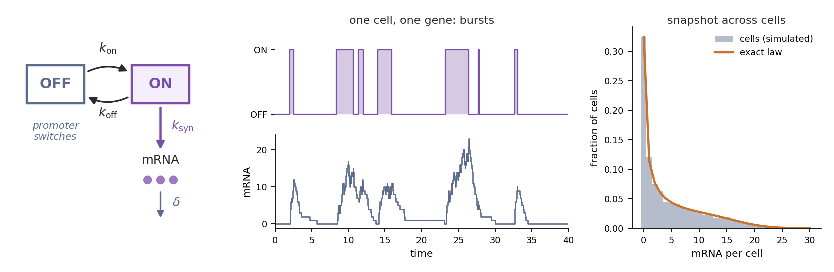Single-cell gene expression bursts