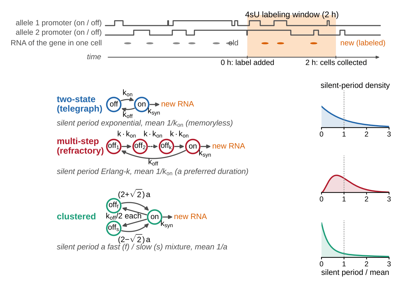 Top: a timeline with two square-wave traces labeled allele 1 promoter (on/off) and allele 2 promoter (on/off), a row of RNA molecules drawn as gray dots labeled old and orange dots labeled new (labeled), and an orange shaded band labeled 4sU labeling window (2 h) running from 0 h: label added to 2 h: cells collected. Below, three model diagrams: two-state (telegraph) in blue, circles off and on exchanging at k_on and k_off with new RNA leaving on at k_syn, captioned silent period exponential, mean 1/k_on (memoryless); multi-step (refractory) in red, circles off1, off2 through offk to on, each step at rate k times k_on with return at k_off, captioned silent period Erlang-k, mean 1/k_on (a preferred duration); clustered in green, two parallel off states off_f and off_s with exit rates (2 plus root 2)a and (2 minus root 2)a, each entered at k_off/2, captioned a fast/slow mixture, mean 1/a. At right of each diagram a small density plot of silent period over its mean with a dotted line at 1: blue decaying from its maximum at zero, red rising to a peak below 1 and then decaying, green dropping steeply from a high value at zero.