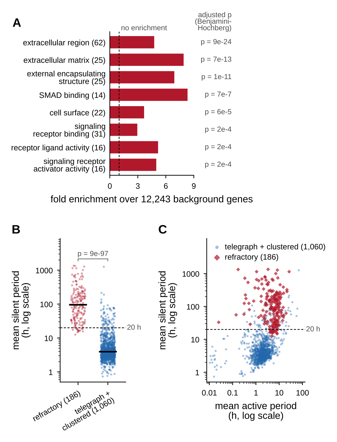 Top, panel A: horizontal red bars of fold enrichment over 12,243 background genes for eight Gene Ontology terms, with a dashed vertical line at 1 labeled no enrichment and Benjamini-Hochberg adjusted p values at right: extracellular region (62 genes) about 4.8, p = 9e-24; extracellular matrix (25) about 7.9, p = 7e-13; external encapsulating structure (25) about 7, p = 1e-11; SMAD binding (14) about 8.4, p = 7e-7; cell surface (22) about 3.6, p = 6e-5; signaling receptor binding (31) about 3, p = 2e-4; receptor ligand activity (16) about 5, p = 2e-4; signaling receptor activator activity (16) about 4.9, p = 2e-4. Bottom left, panel B: mean silent period in hours on a log axis from 1 to over 1,000 as two jittered strips of points, red for refractory (186) centered near 100 with a black median bar, blue for telegraph plus clustered (1,060) centered near 4; a dashed line marks 20 h and a bracket reads p = 9e-97. Bottom right, panel C: mean silent period against mean active period, both in hours on log axes; a dense blue cloud of 1,060 telegraph and clustered genes sits around silent periods of 1 to 10 hours and active periods of about 1 to 5 hours, and 186 red diamonds for refractory genes lie mostly above the dashed 20 h line, between about 15 and 1,000 hours silent and 2 to 20 hours active.