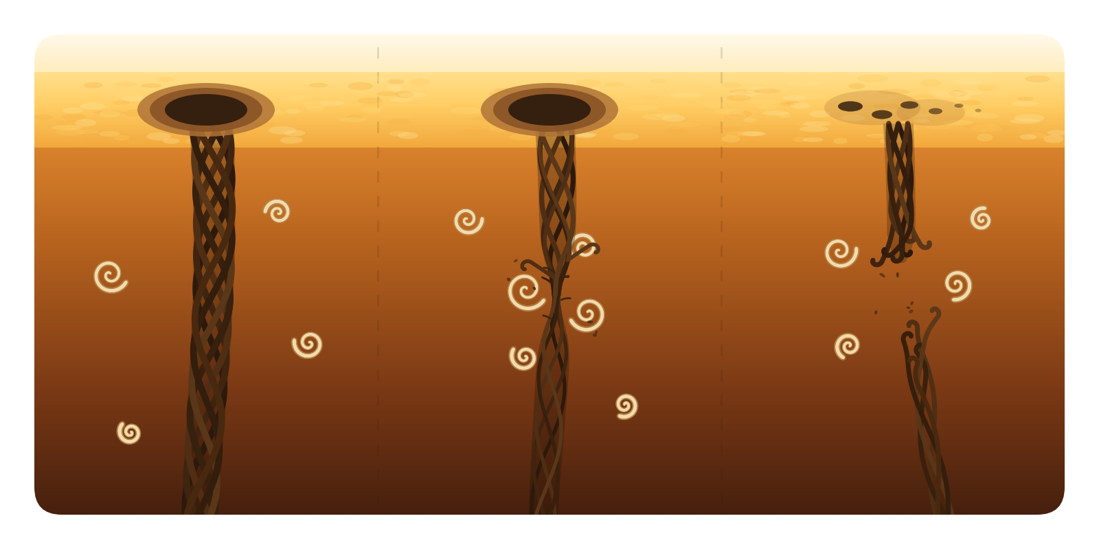 An illustration in warm orange and brown tones showing a cutaway of the Sun at three moments side by side. Left: a dark sunspot at the bright surface sits atop a thick braided magnetic root that reaches straight down through the darker interior, with a few white spiral eddies scattered around it. Middle: the same-sized spot, but the root below it is thinner and frayed in the middle where several eddies cluster against it. Right: the root has snapped, its lower part drifting away and its short upper stub dangling, and the spot above has broken into small fading fragments.