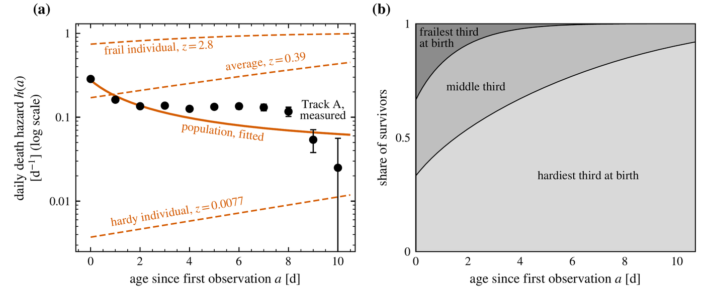 Two panels. (a) Daily death hazard on a logarithmic vertical axis from about 0.003 to 1 per day against age since first observation from 0 to 10 days. Black filled circles with error bars, labeled Track A, measured, start near 0.29 at age 0, sit near 0.12 to 0.14 from ages 2 to 8, and drop at ages 9 and 10 with large error bars. A solid orange curve labeled population, fitted, falls smoothly from about 0.3 to about 0.06. Three dashed orange straight lines rise gently from left to right: the top one labeled frail individual, z = 2.8, near 0.7 to 1; the middle one labeled average, z = 0.39, from about 0.17 to 0.45; the bottom one labeled hardy individual, z = 0.0077, from about 0.004 to 0.012. (b) Share of survivors from 0 to 1 against age from 0 to 10 days, drawn as three stacked gray bands separated by black curves: a dark band at the top labeled frailest third at birth that shrinks from one third of the height at age 0 to almost nothing by age 6, a medium band labeled middle third that also narrows, and a light band labeled hardiest third at birth that widens from one third at age 0 to more than nine tenths by age 10.