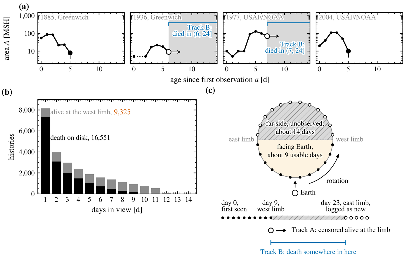 Three panels. (a) Four small plots of group area in millionths of the solar hemisphere, on a logarithmic axis from about 5 to 1,000, against age in days from 0 to 14, labeled 1885 Greenwich, 1936 Greenwich, 1977 USAF/NOAA and 2004 USAF/NOAA; black connected dots trace each history; the 1885 and 2004 histories end in a large filled dot marking a death seen on the disk; the 1936 and 1977 histories end in an open circle with an arrow marking an exit at the west limb while alive, followed by a gray shaded region and a blue bracket labeled Track B: died in (6, 24] and died in (7, 24]. (b) A bar chart of the number of histories against days in view from 1 to 14; black bars, labeled death on disk, 16,551, fall steeply from about 7,300 at one day; gray caps on each bar, labeled alive at the west limb, 9,325, are the histories that reached the limb alive. (c) A schematic of the Sun seen from above its pole: the lower half of a circle, shaded cream and ringed with filled dots, is labeled facing Earth, about 9 usable days; the upper half, hatched gray and ringed with open dots, is labeled far side, unobserved, about 14 days; east limb and west limb are marked at the sides, an arrow shows the sense of rotation, and Earth sits below. Beneath it a timeline of dots runs from day 0, first seen, through day 9, west limb, across a hatched gap to day 23, east limb, logged as new, with a legend: an open circle and arrow for Track A, censored alive at the limb, and a blue bracket for Track B, death somewhere in here.